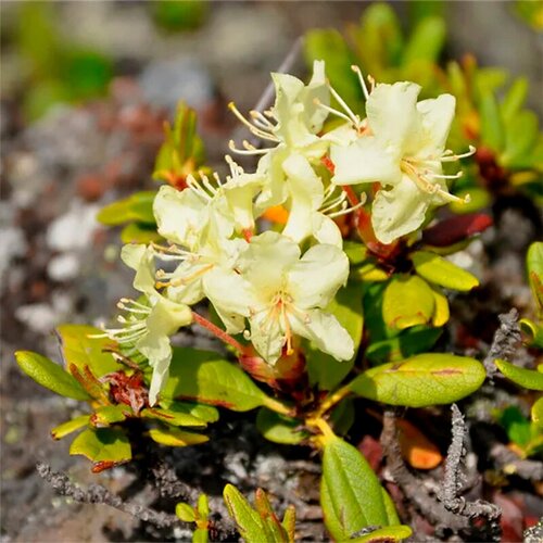   (. Rhododendron aureum)  25 410
