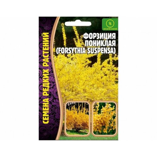    (forsythia suspensa) (20 ) 210