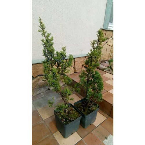        Juniperus chinensis Robusta Green 4490