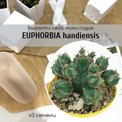  Euphorbia HANDIENSIS -   , .      480