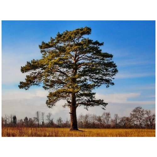   (. Pinus sylvestris)  50 420
