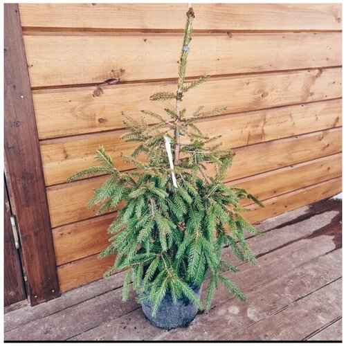     (Picea abies Norrkoping) h 80-100,  3800  GenRosta_pitomnik