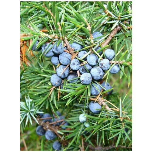    () / Juniperus communis, 90  828