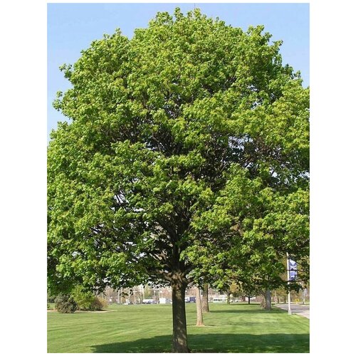    () / Acer platanoides, 15  356