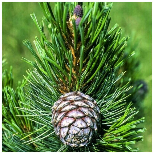    -   (. Pinus sibirica)  50 480