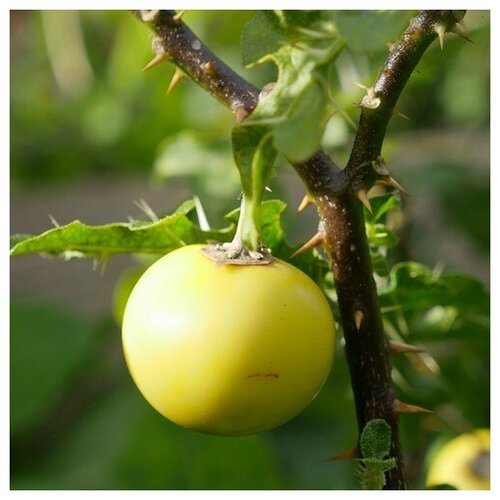   (. Solanum linnaeanum)  10 330