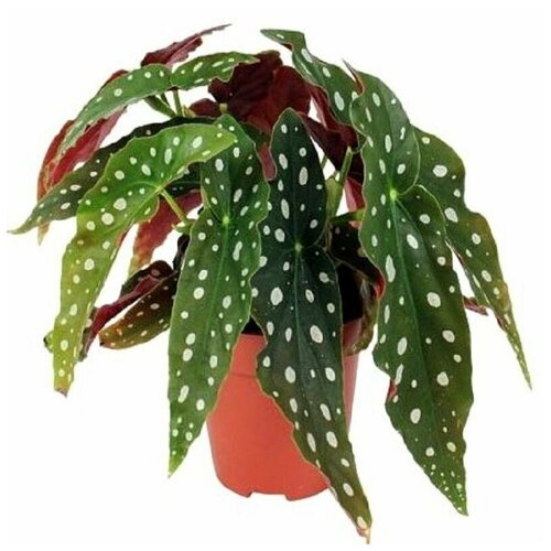  , Begonia MACULATA,  381