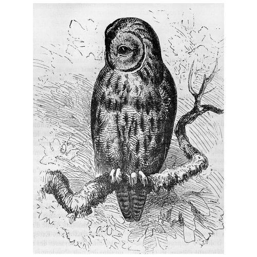     (Owl) 13 30. x 39. 1210