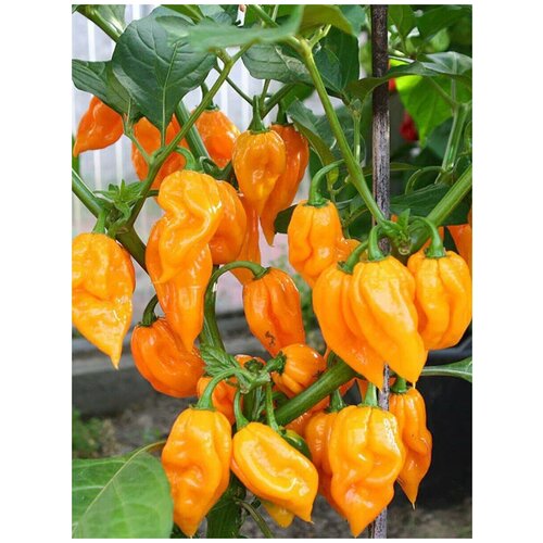    Bhut Jolokia orange /   , 5  351