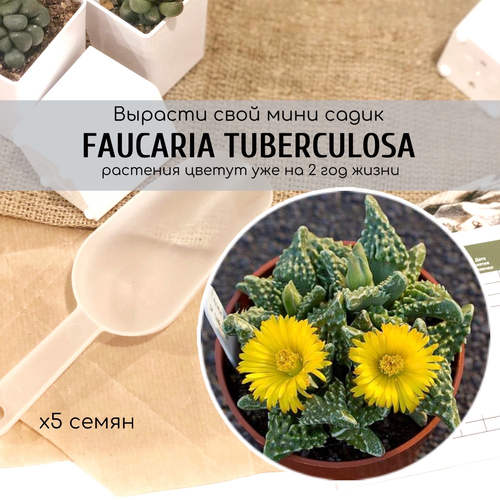  Faucaria Tuberculosa         330