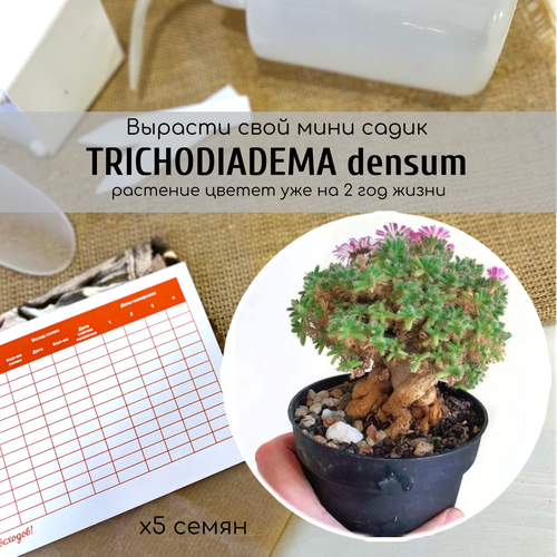    Trichodiadema densum /     390