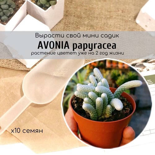    / Avonia papyracea    ,    360