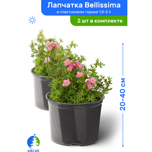   Bellissima () 20-40     1,5-2 , ,   ,   2 ,  2780  Elki-Eli