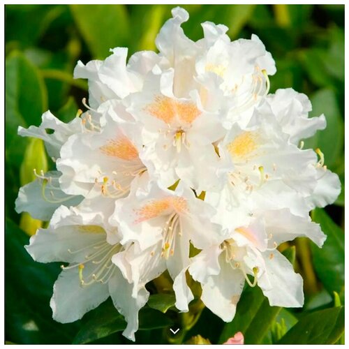   -   (. Rhododendron caucasicum)  10  650