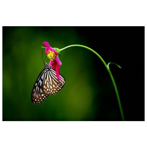     (Butterfly) 9 75. x 50. 2690