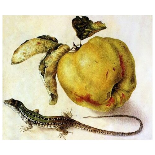       (Apple and lizard)   36. x 30. 1130