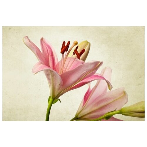      (Pink lily) 2 45. x 30. 1340