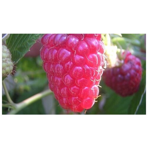    (Rubus idaeus) /30-40 ./2 /2/ () 935