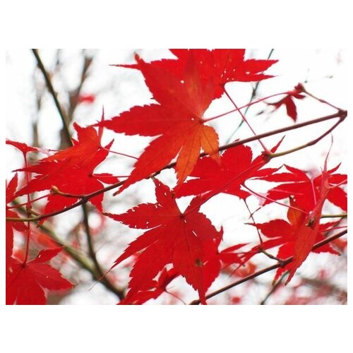      (Autumn leaves) 1 40. x 30. 1220