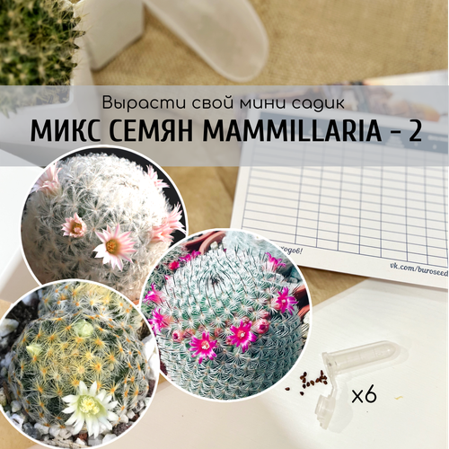      (: Mammillaria crinita v. Seideliana prolifera / zeilmanniana v albiflora )     350