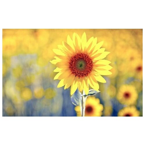     (Sunflower) 2 64. x 40. 2060