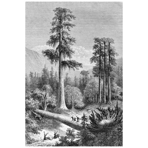      (Coniferous forest) 40. x 59. 1940