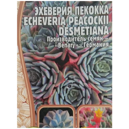    (Echeveria Peacockii desmetiana) (5 ) 210