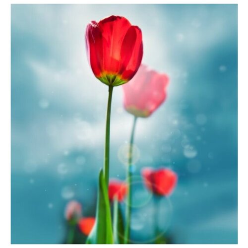      (Red tulips) 3 60. x 64. 2710