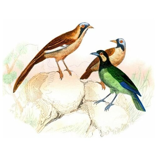   (Birds) 34 45. x 40. 1590