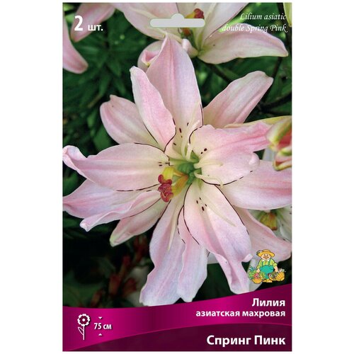      (Lilium asiatic double Spring Pink) /20-30 ./1 /2/ () 629