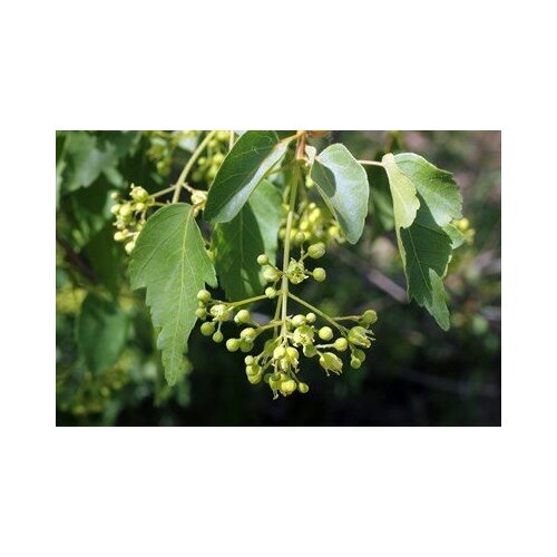   -   (. Acer oliverianum)  10 350