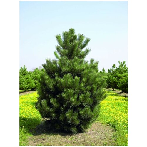    () / Pinus nigra, 15  405