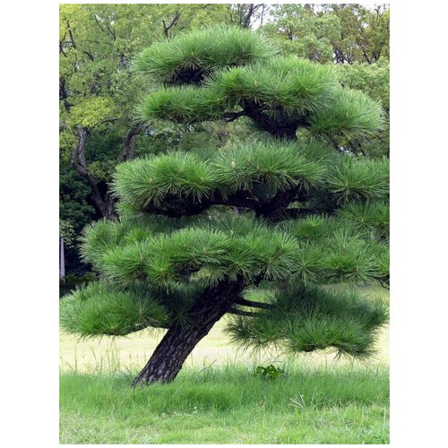    (  ) / Pinus thunbergii, 15  347