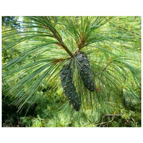   -   (. Pinus Excelsa)  15 350