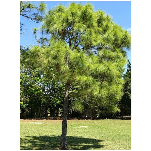    /   / Pinus elliottii, 20  356