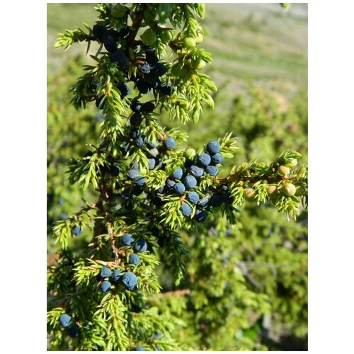    () / Juniperus sibirica Burgsd, 30  356