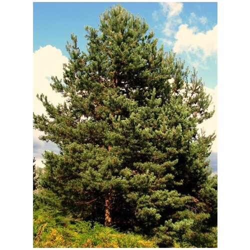    / Pinus sylvestris, 55  338