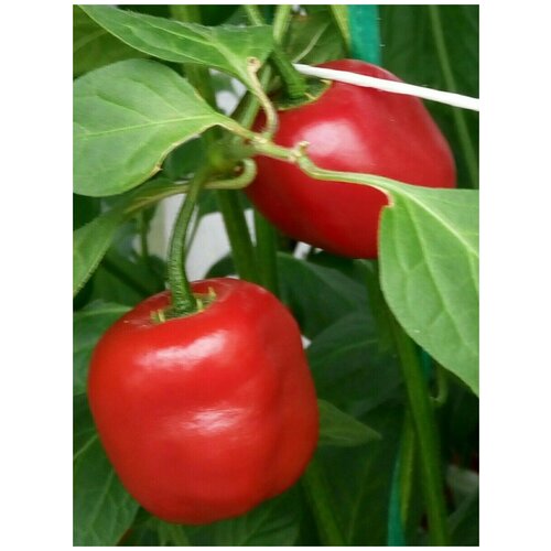    Rocoto red ( ), 5  342