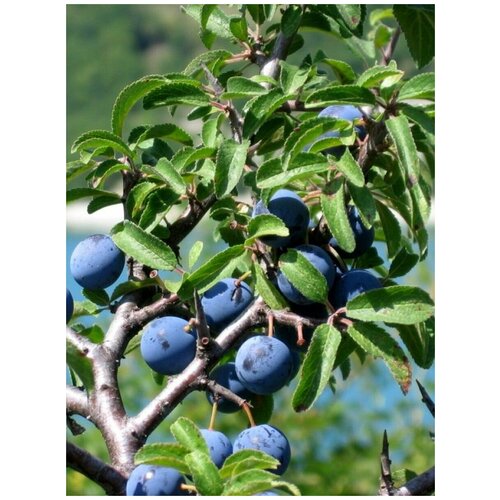 Ҹ ( ) / Prunus spinosa, 10  405