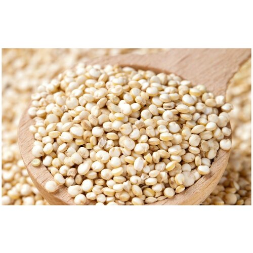   (. Chenopodium quinoa)  250 320
