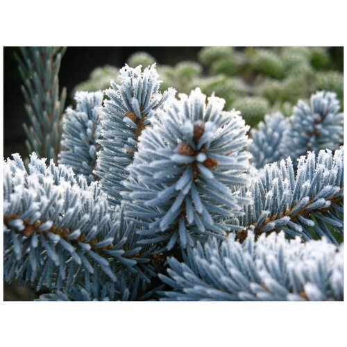   -   (. Picea pungens)  25 380