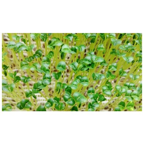   (. Salvia hispanica)  250 370