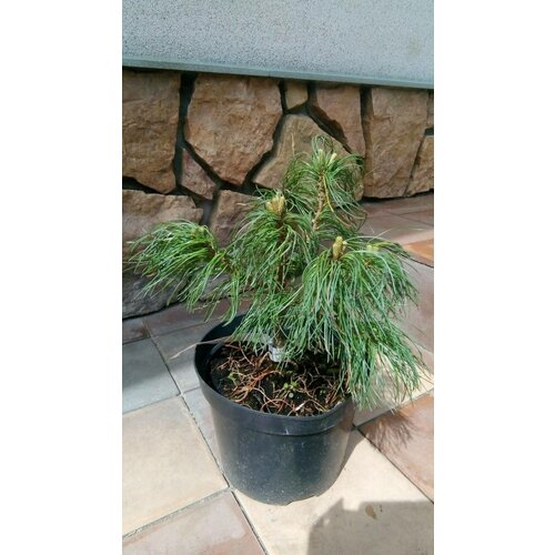     ʸ. -20 Pinus strobus Tiny Curls,  4590  