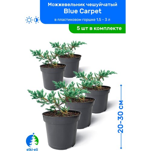  Blue Carpet ( ) 20-30     0,9-3 , ,   ,   5  5475