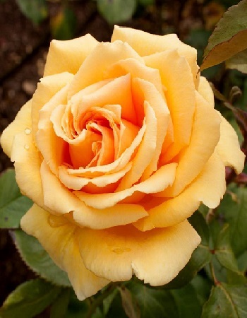 Роза чайно-гибридная Валенсия 1 шт 329р