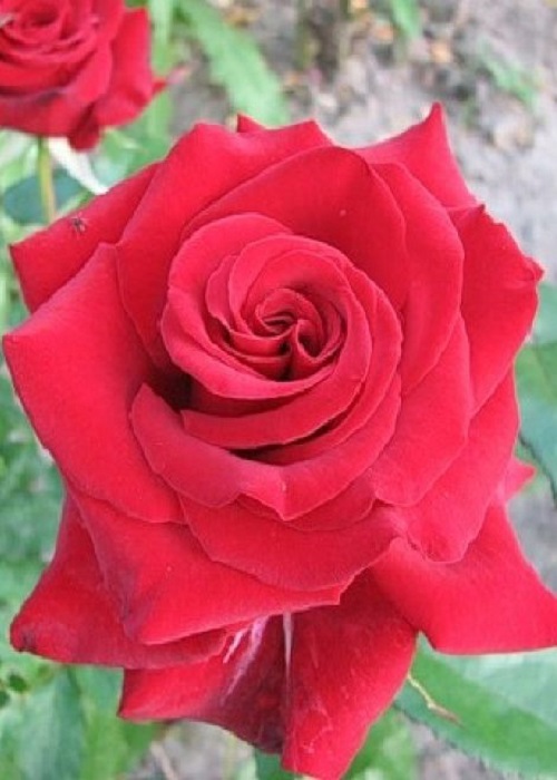 Роза чайно-гибридная Лавли Ред 1 шт 329р