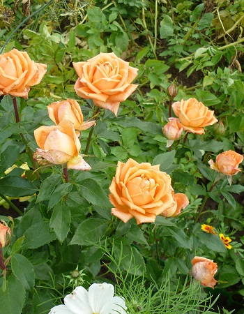 Роза чайно-гибридная Лолипоп 1 шт 329р