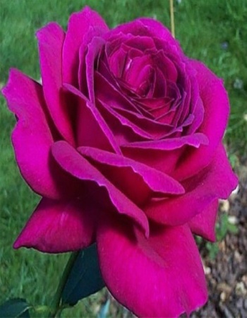 Роза чайно-гибридная Малиновый звон 1 шт 329р