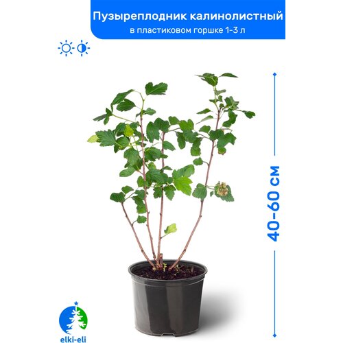 Пузыреплодник калинолистный 60-80 см в пластиковом горшке 1-3 л, саженец, лиственное живое растение 1345р