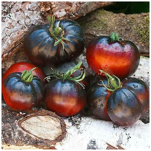 Томат Черная красота (лат. Solanum lycopersicum) семена 10шт 330р